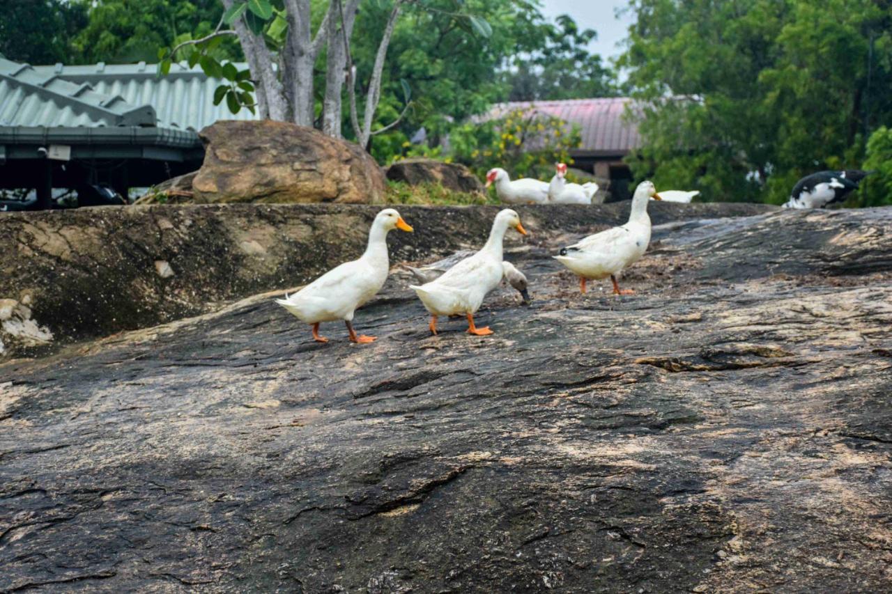 Vintara Eco Resort Hambantota
